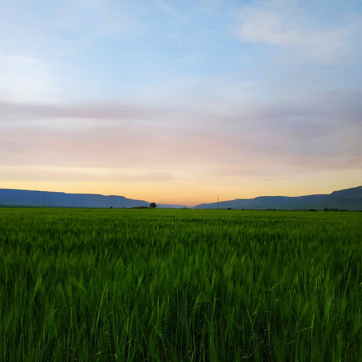 field