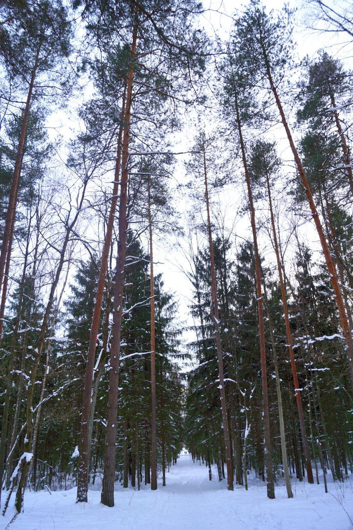 winter road in the forest