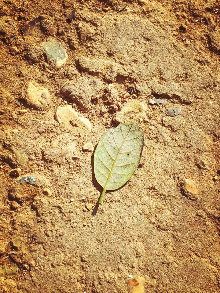Leaf