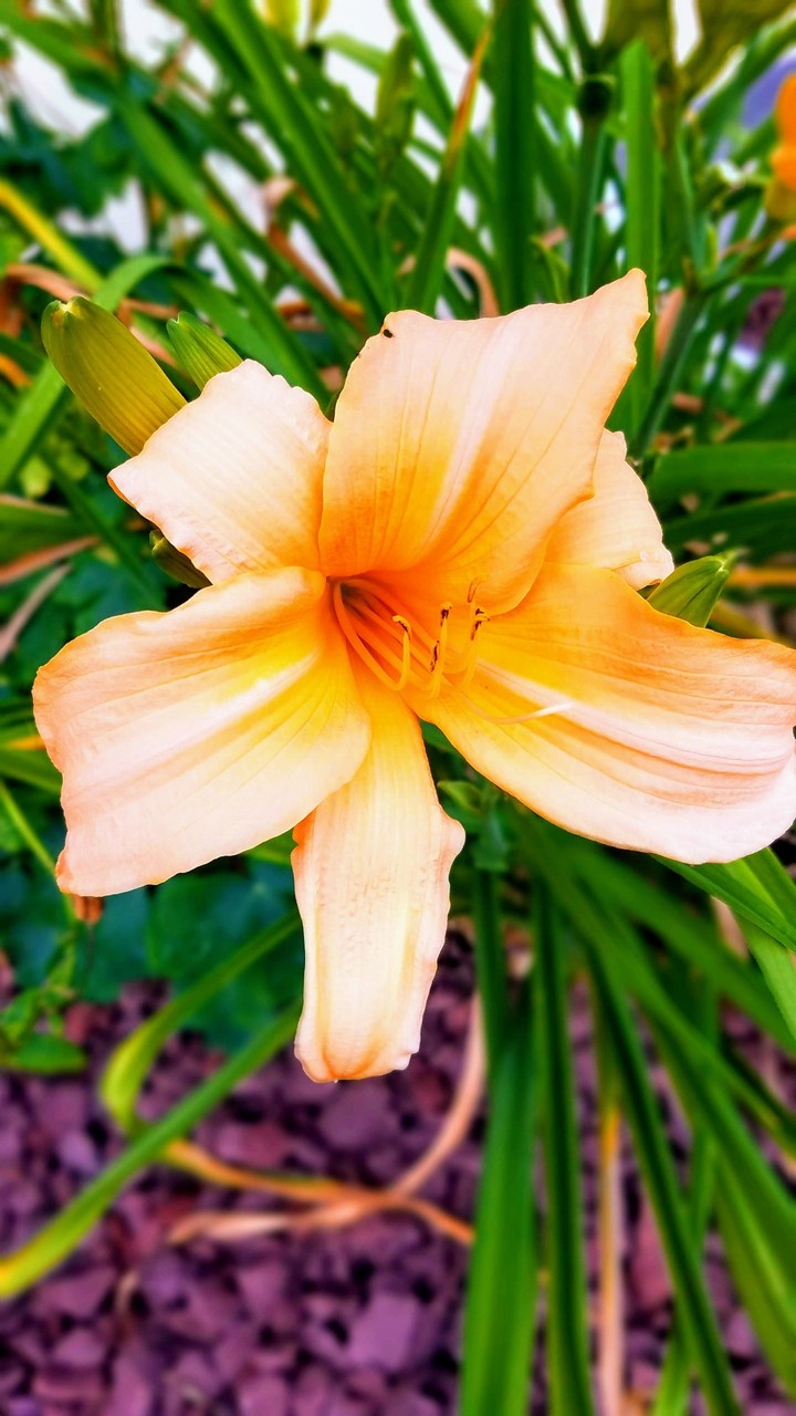 lilly