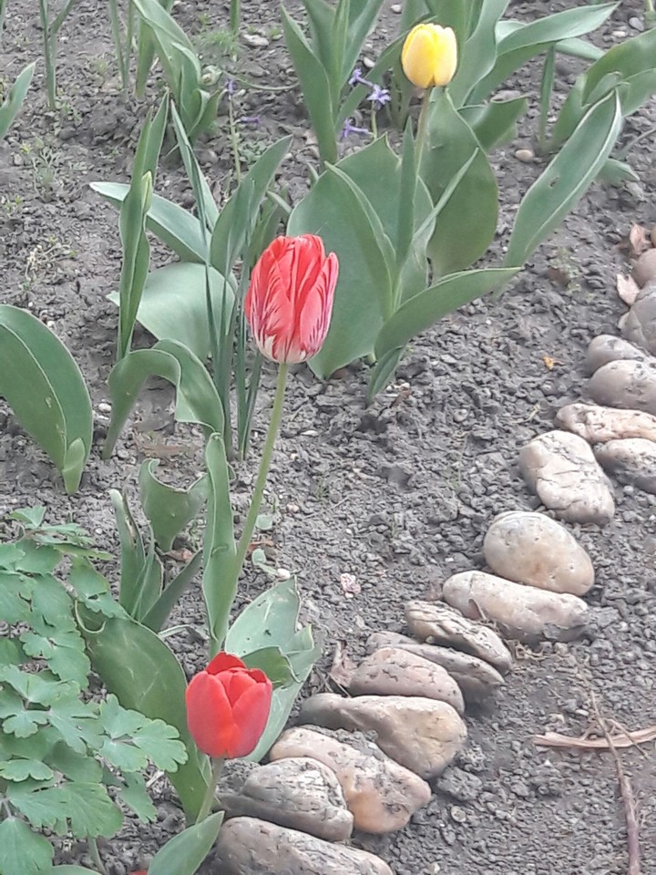 pipacs⚘