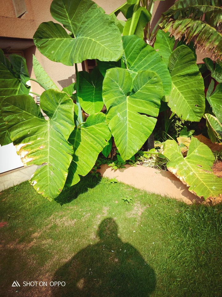 Shadow