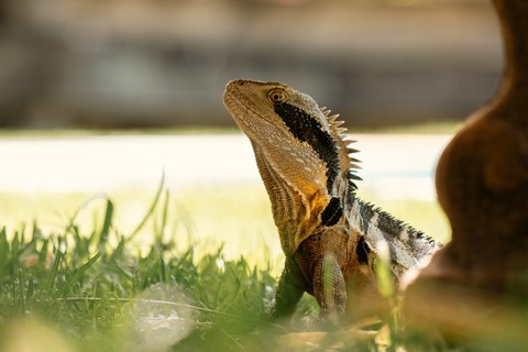 шпалери snout, reptile