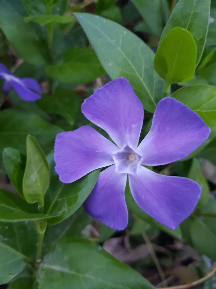 purple