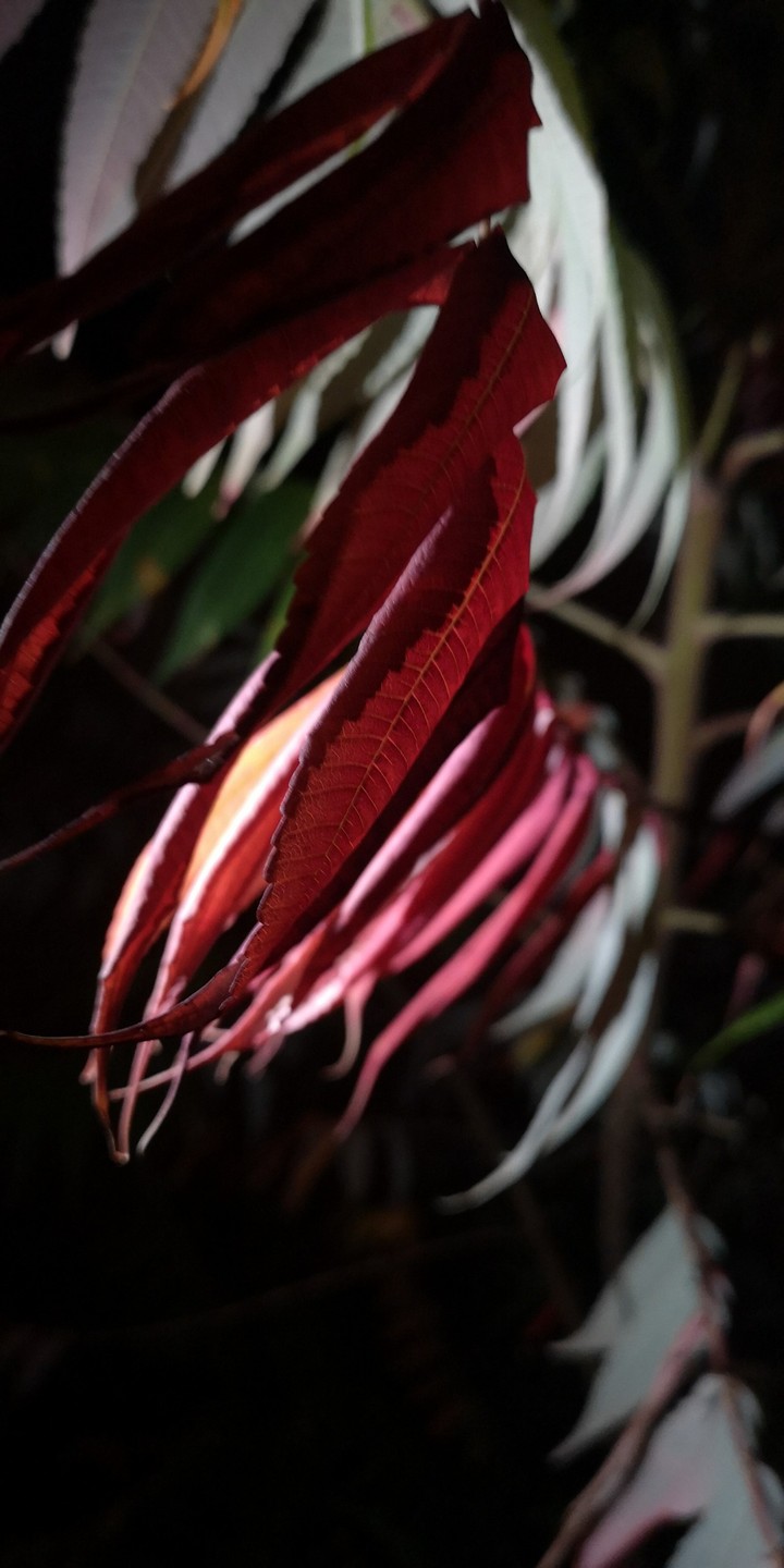 leaf