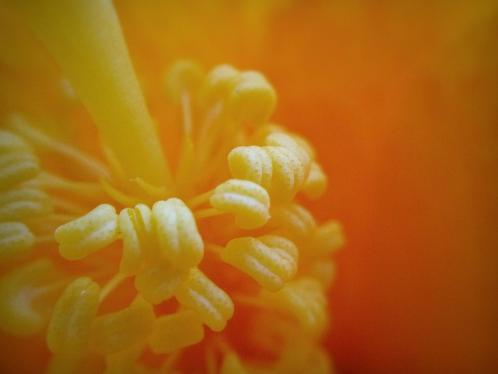 Morning Blossom