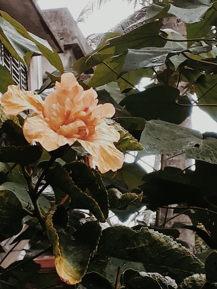 Evening Hibiscus