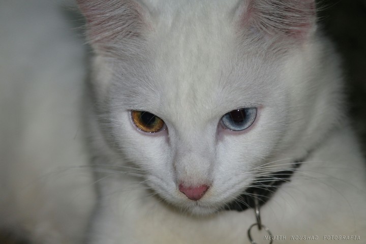 its my his name is oddiy