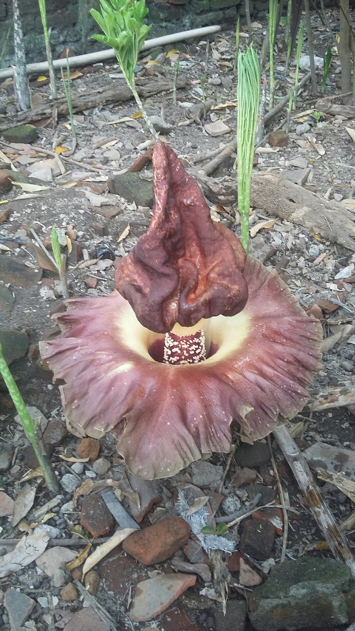 raflesia