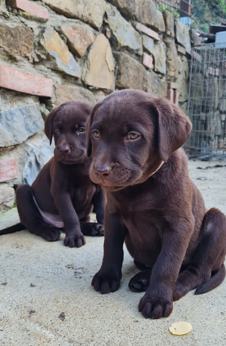 puppy