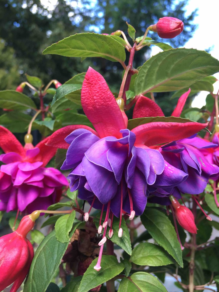 Fuchsia