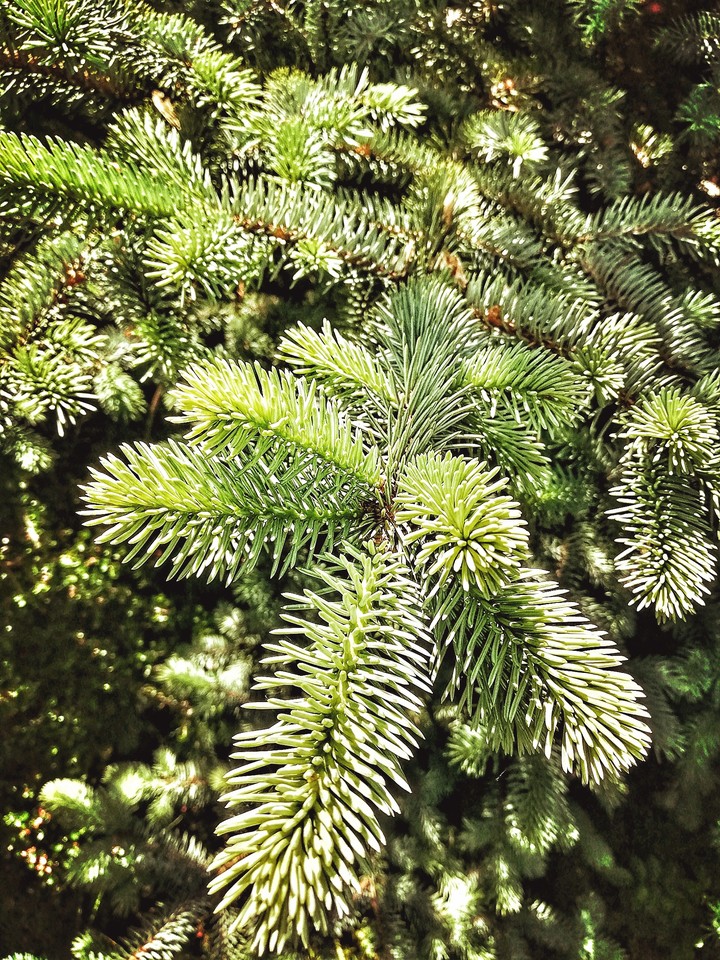 Forest