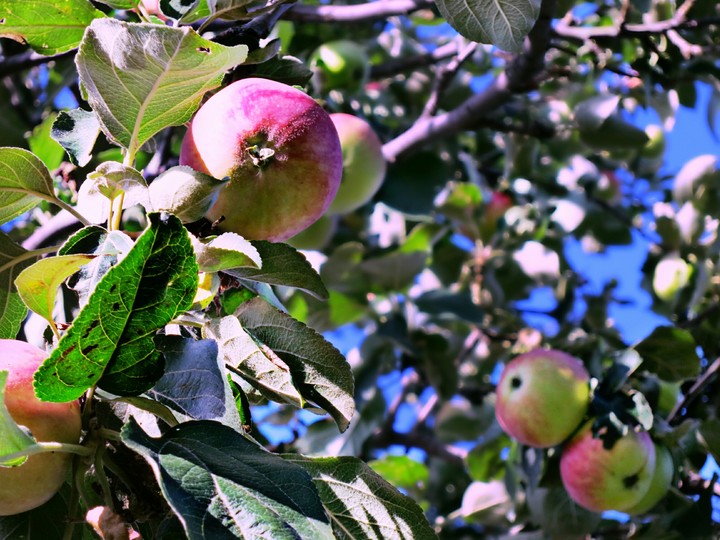 appletree