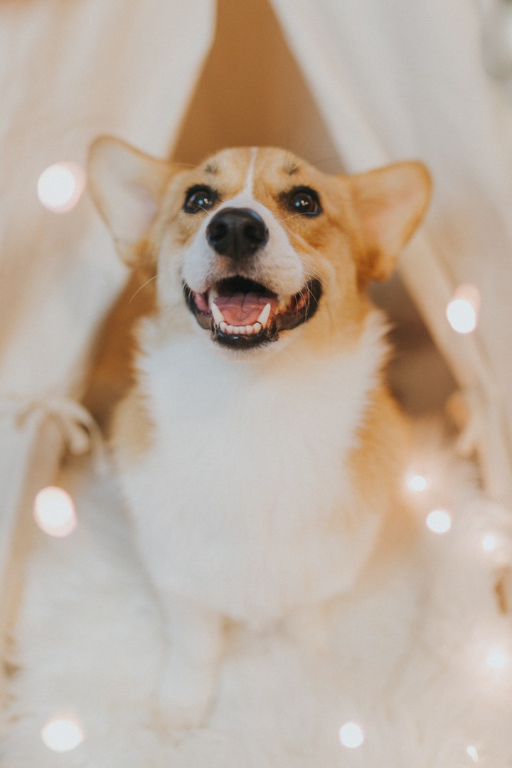 dog glance pet 145540 2978x4467