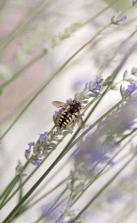 bee