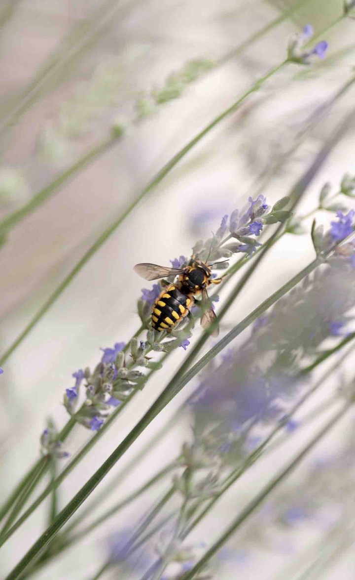 bee