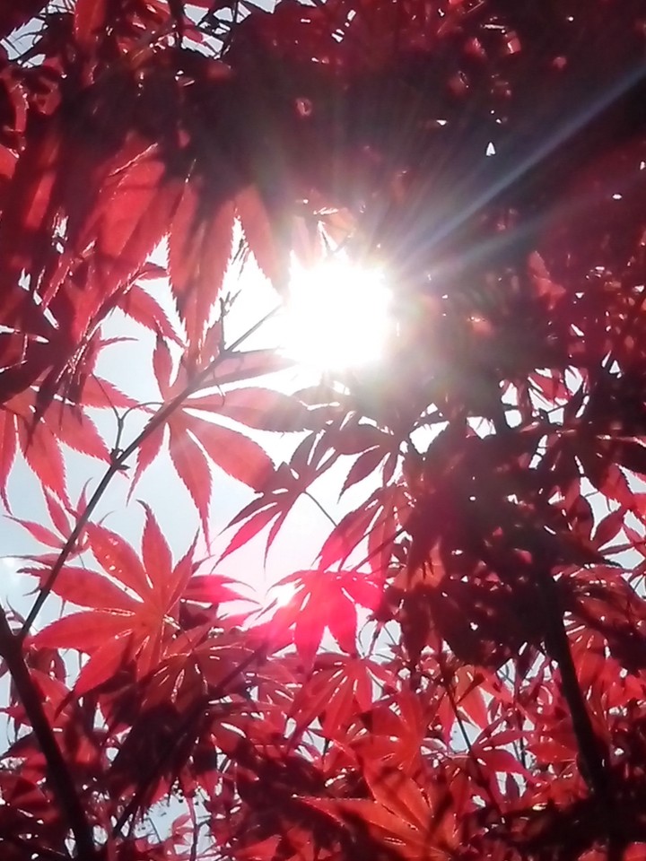Sun in red leafs..