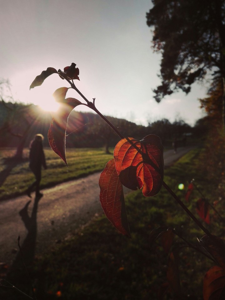 Rotes Blatt im Licht