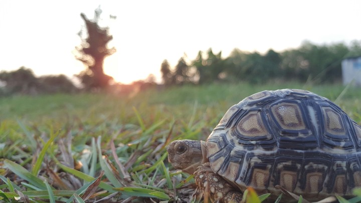 tortoise