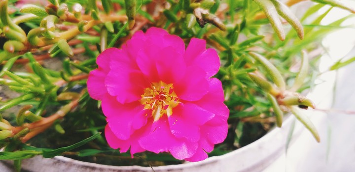 Pinklove