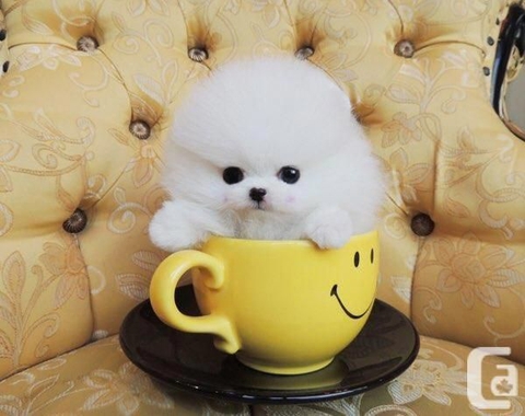 pomernian