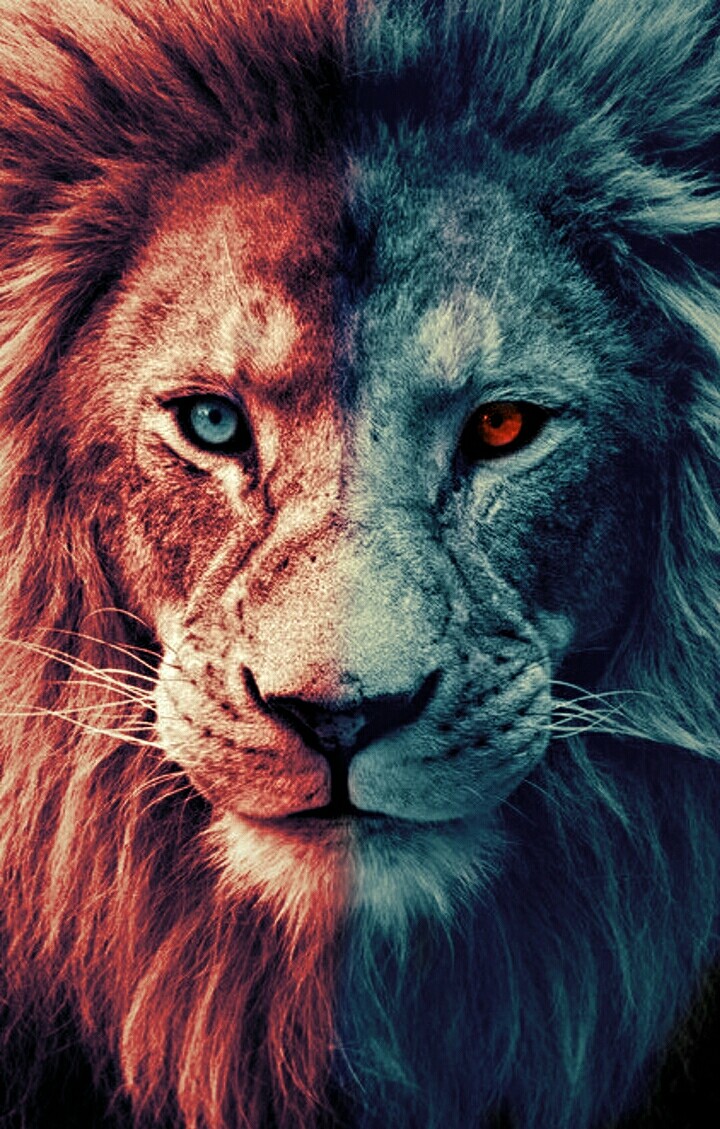 Lion wallpaper
