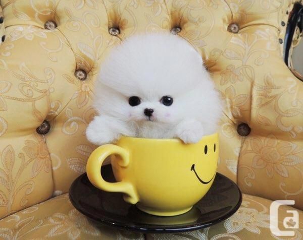 pomernian