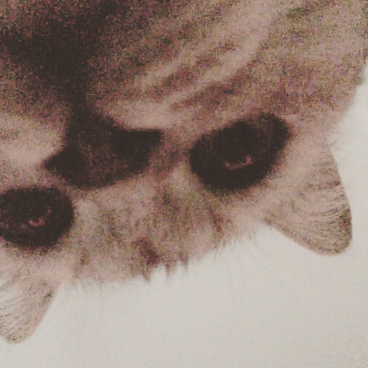 so cute cat
