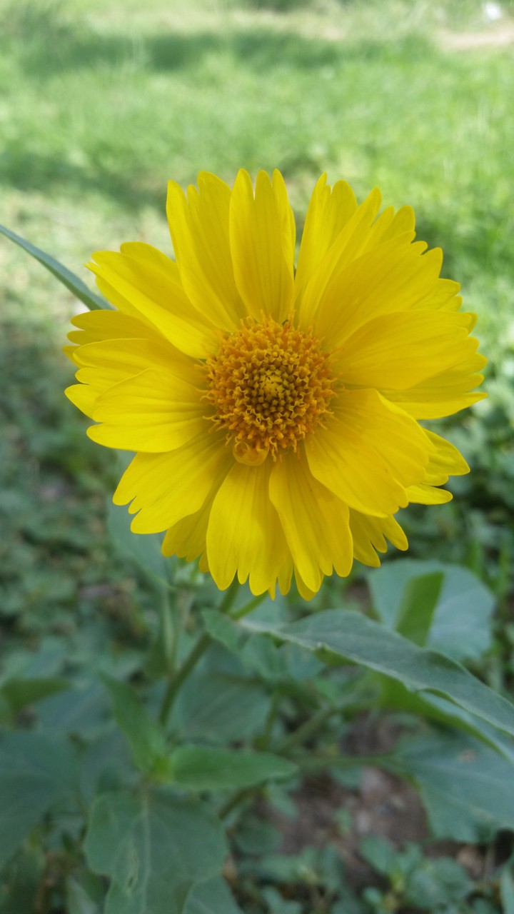 Gold flower