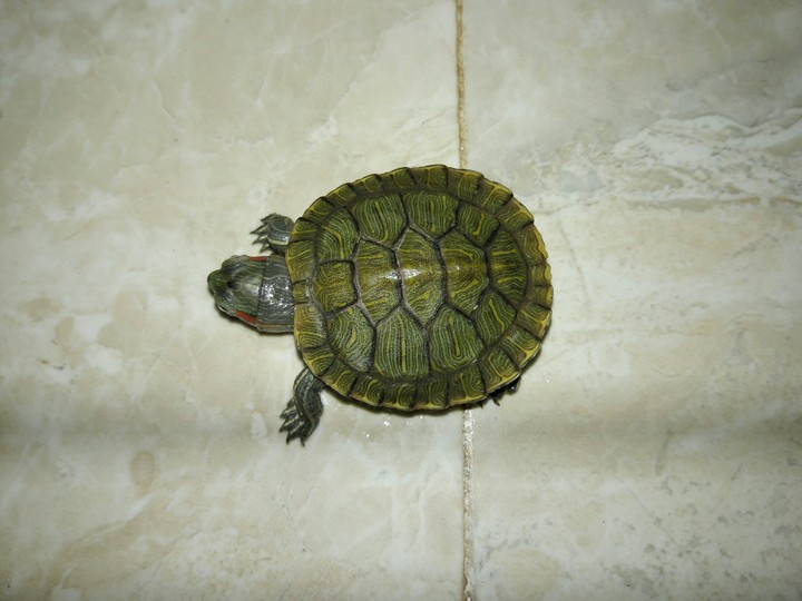 TORTOISE....