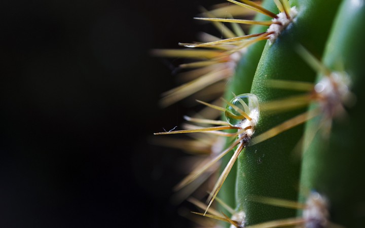 Cactuses