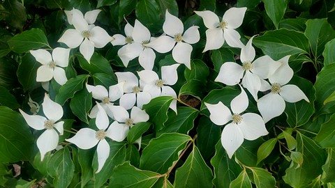 flower photography