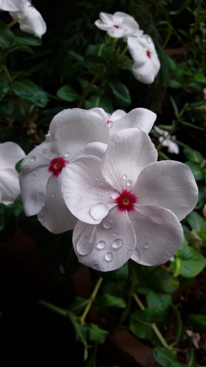 Vinca rosea flower