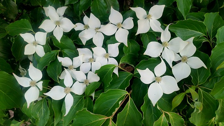 flower photography
