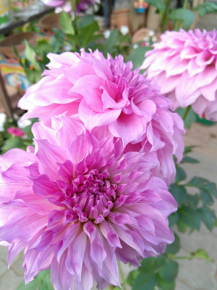pink flower