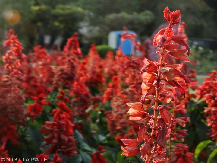 flower