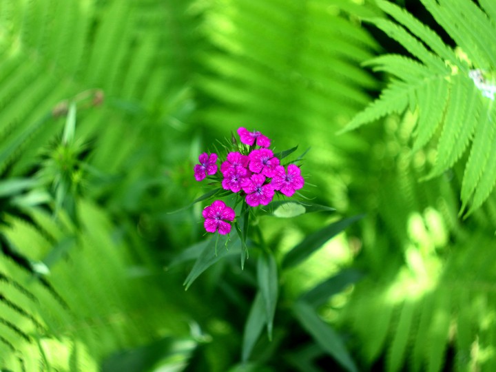 Carnations