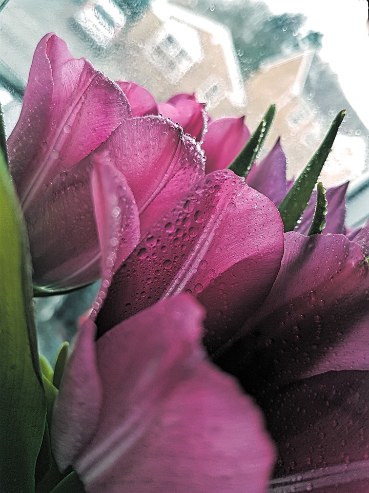 tulips