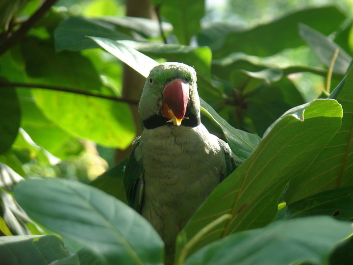 Parrot✌