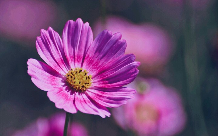 violet flower