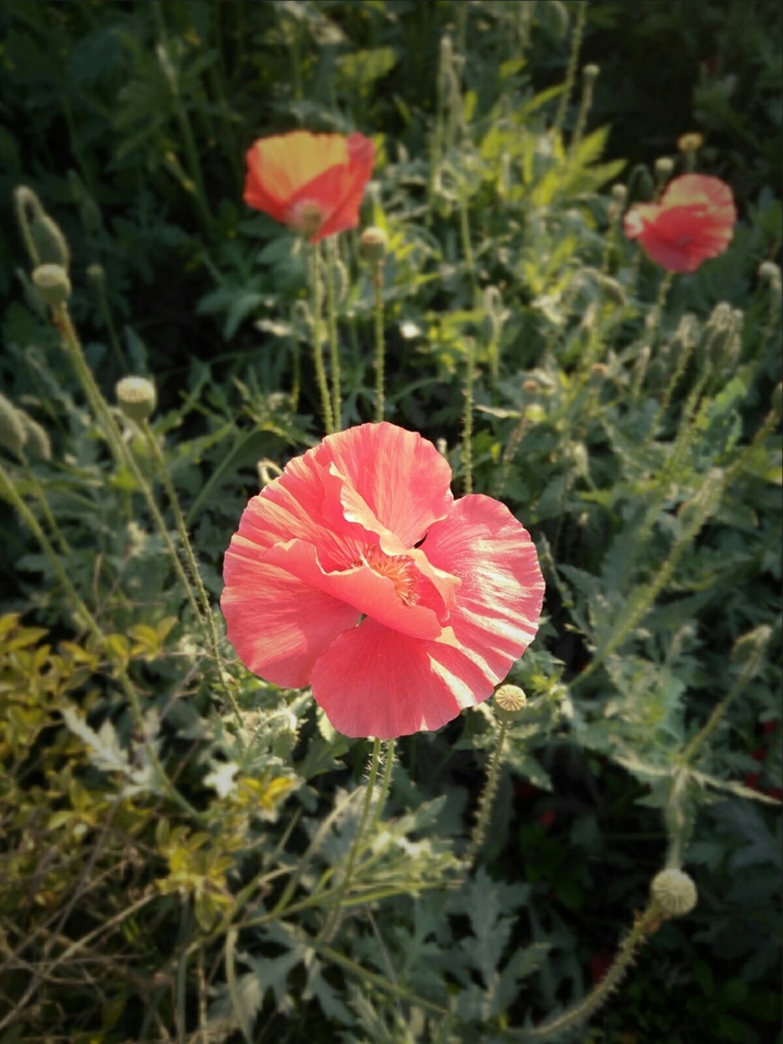bloom season