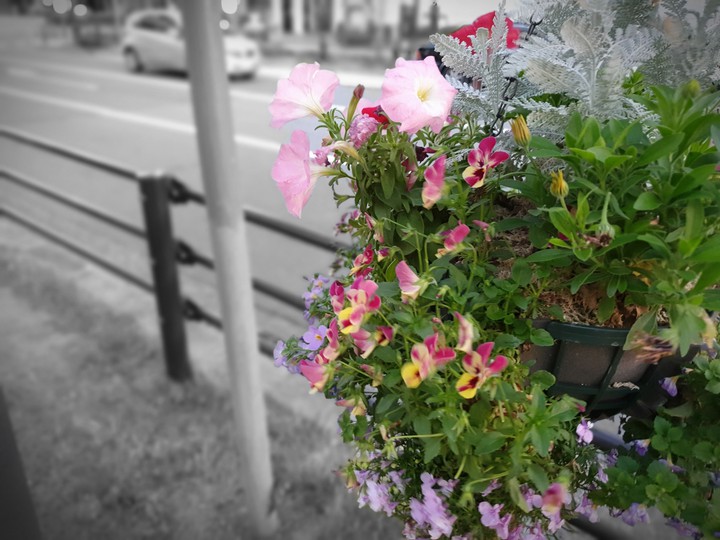 flower