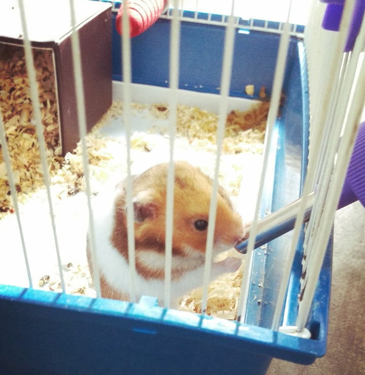 a cute mouse ?
