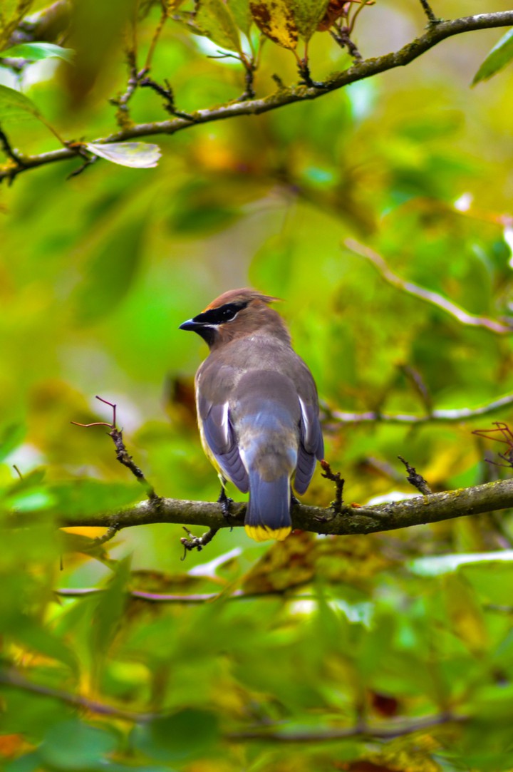 Cedar Waxwing, Washington
