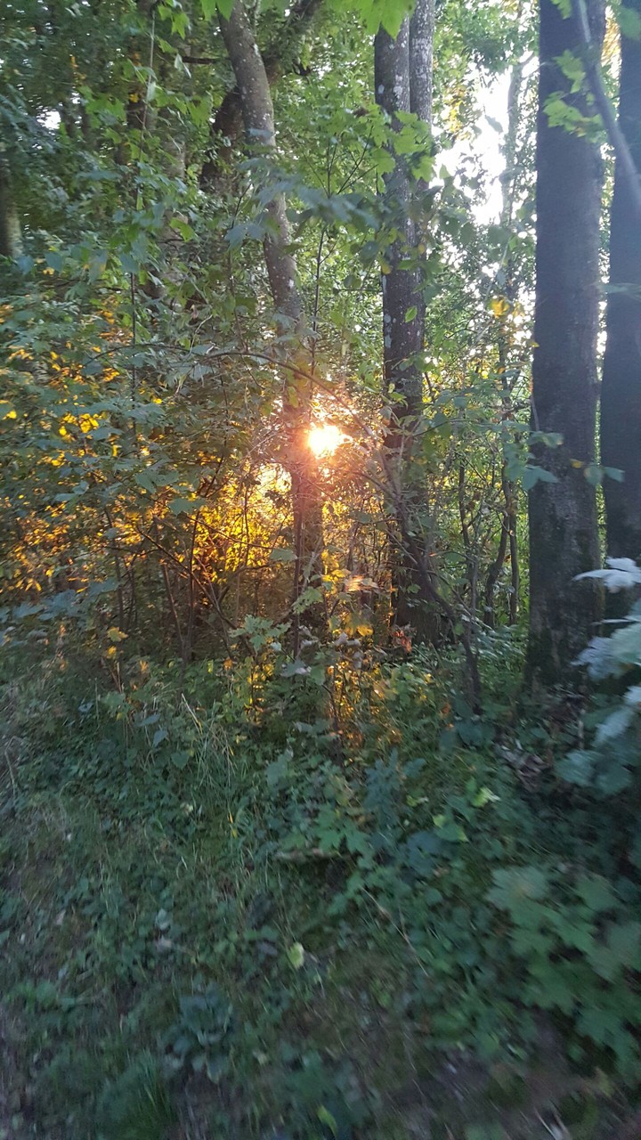 Sunset in the forest