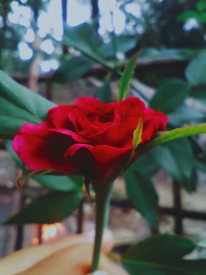 Rose