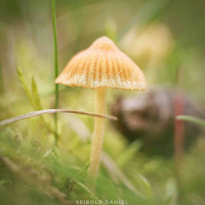 Pilz