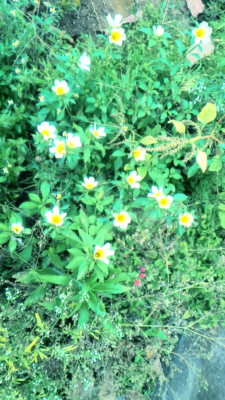 flowers