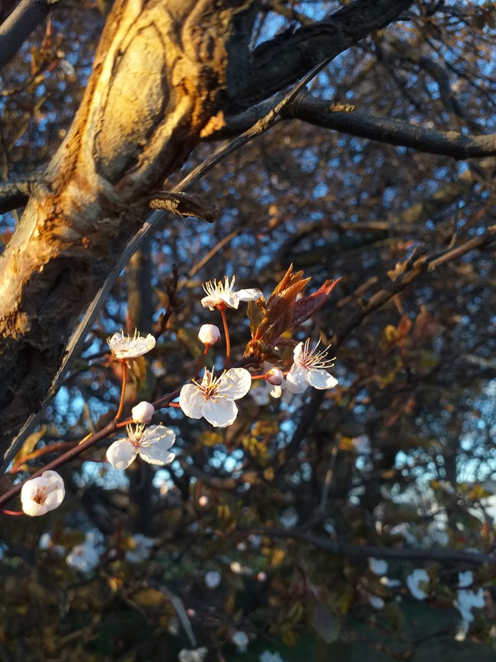 cherry blossom