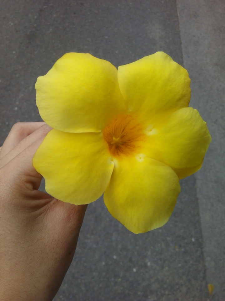 yellow